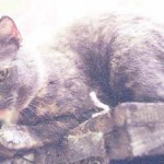 Agnes-Jul2001-1