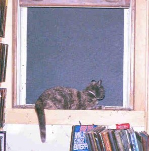 Agnes hanging out on my windowsill, checking out the warm summer night.