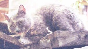 Hanging out on the wood pile