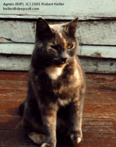 An old picture of Agnes the cat.